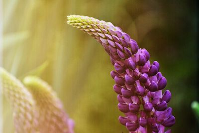 Close-up of purple flowers