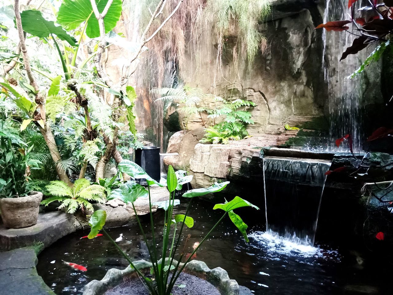 waterfall, water feature, water, plant, nature, pond, growth, day, no people, jungle, backyard, outdoors, garden, architecture, potted plant, built structure, flowing water, leaf, beauty in nature, plant part, fountain, flower, green, splashing, tree, motion, rock