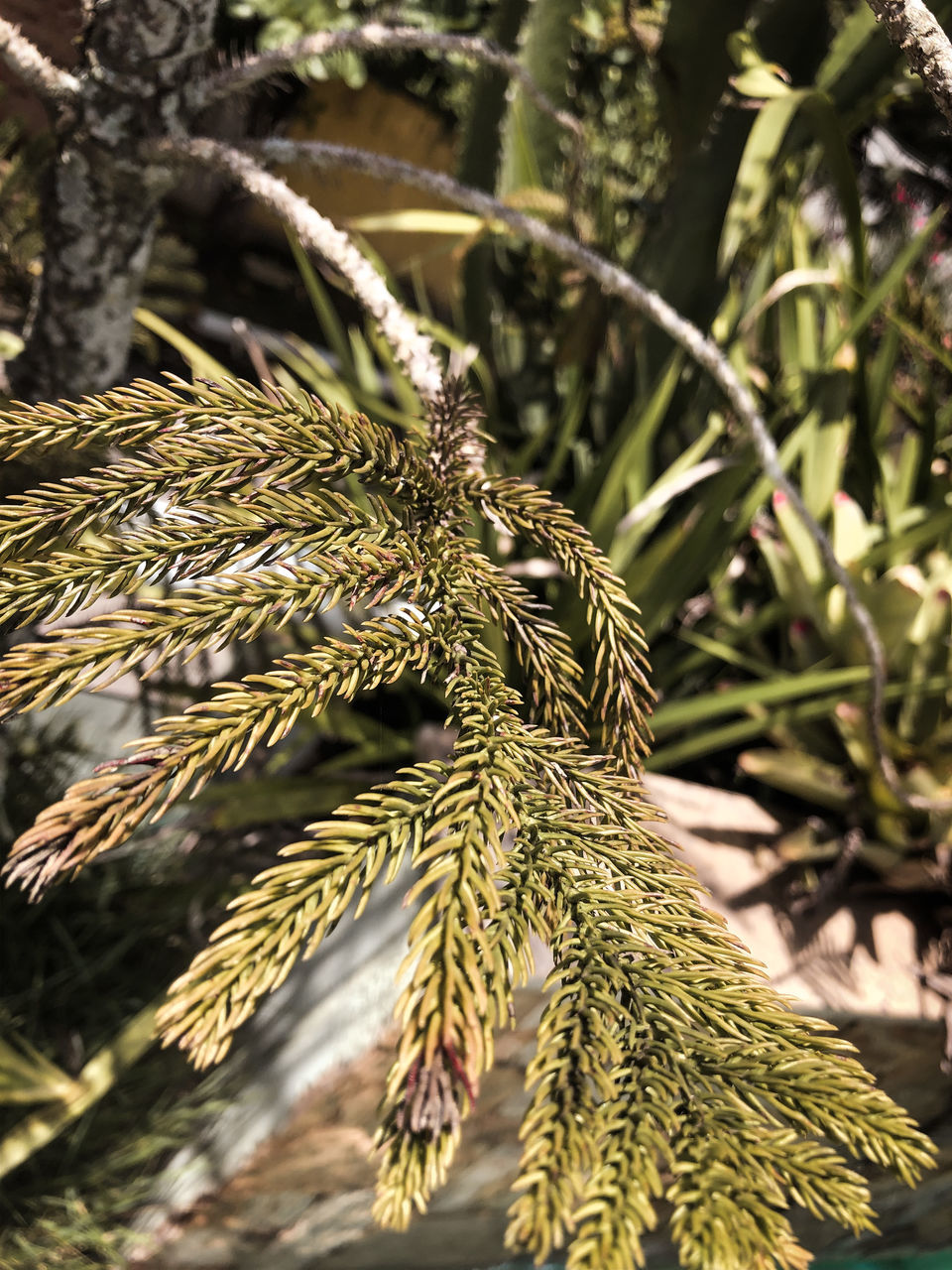 plant, growth, close-up, day, green color, beauty in nature, focus on foreground, no people, leaf, nature, plant part, tree, outdoors, sunlight, selective focus, branch, tranquility, needle - plant part, pine tree, coniferous tree