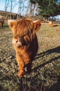 Highland cattle in a field