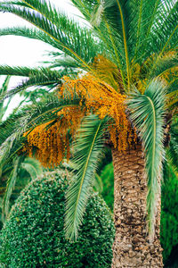 Low angle view of palm trees against plants