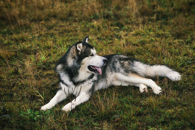 View of a dog on field