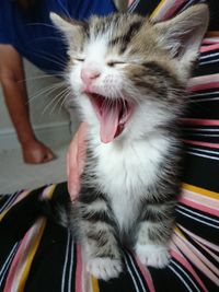 Close-up of cat yawning