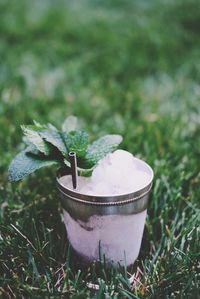 Close-up of plant on field