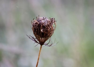 Close-up of thistle flower