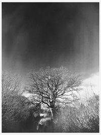 Bare tree against sky