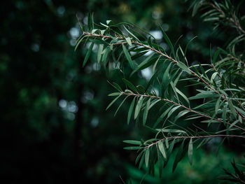 Close-up of wet pine tree