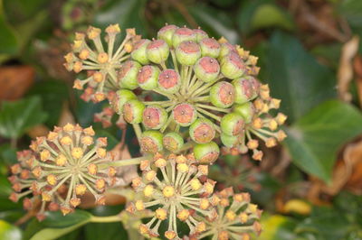 Close-up of flowering plant