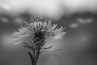 Close-up of flowering plant