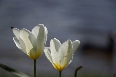 Close-up of white lily