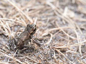 Close-up of a lizard on field