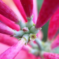 Close-up of pink flowers