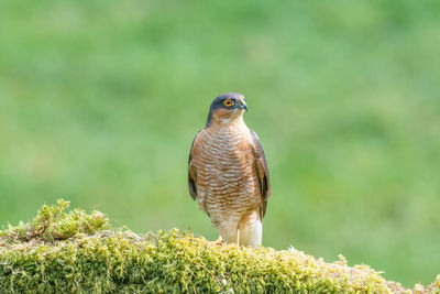 Sparrowhawk, accipiter nisus, on a moss covered tree branch in a woodland setting