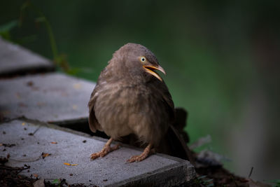 Close-up of a bird