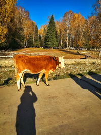 Horse standing in a field