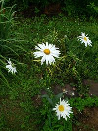 Close-up of white daisy flower on field