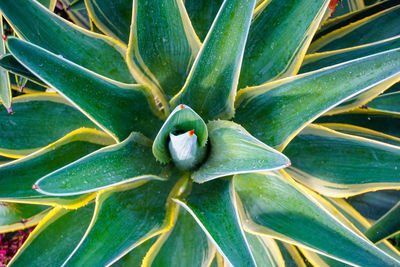 Full frame shot of succulent plant