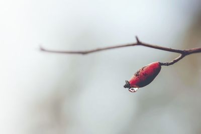 Close-up of insect on twig