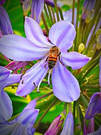 Close-up of purple flower