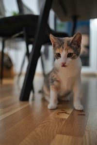 Cat under the table 