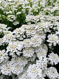 Close-up of white flowers