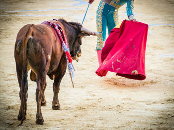 Side view of horse on sand