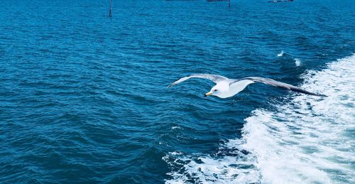 View of duck swimming in sea