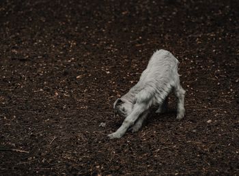 High angle view of dog on field