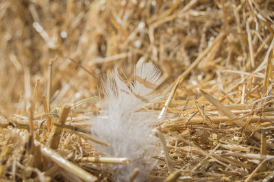 Close-up of plant in field