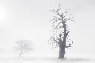 Bare tree against sky