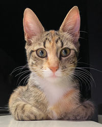 Close-up portrait of cat looking at black background