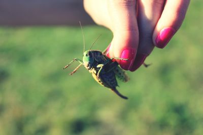 Cropped image of woman holding grasshopper
