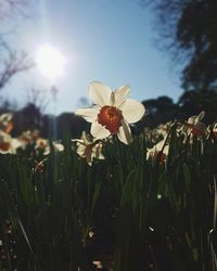 Close-up of crocus blooming on field against sky