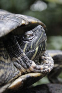 Close-up of turtle