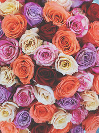 High angle view of roses on plant