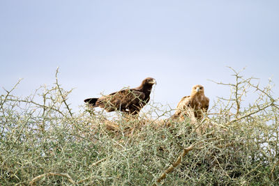 Low angle view of birds on field against sky