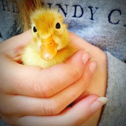 Close-up of hand holding young bird