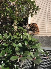 Cat amidst plants