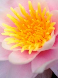 Close-up of yellow flower