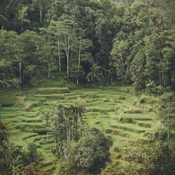 Scenic view of forest