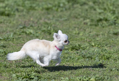 White dog running in field