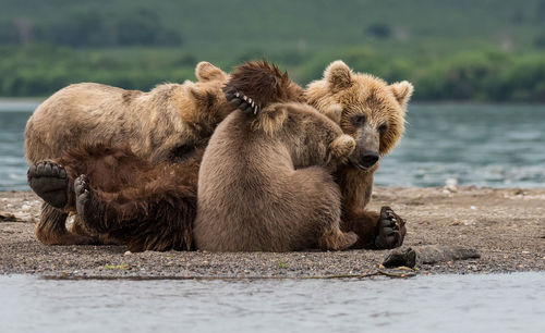 Bears relaxing by lake