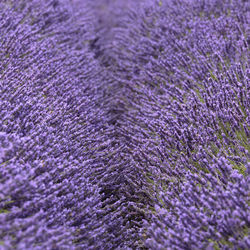 Full frame shot of lavender on field