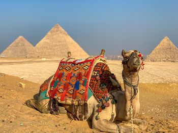 View of horse in desert