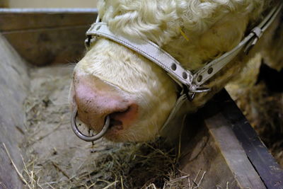 Close-up of cow