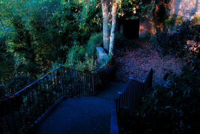 Footpath amidst trees in forest