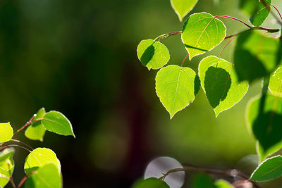 Close-up of green leaves