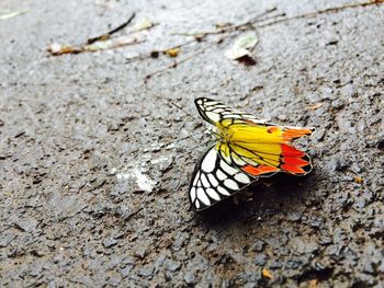 Close-up of butterfly on tree trunk