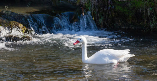 Swan swimming in lake