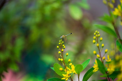 Close-up of butterfly pollinating on flower